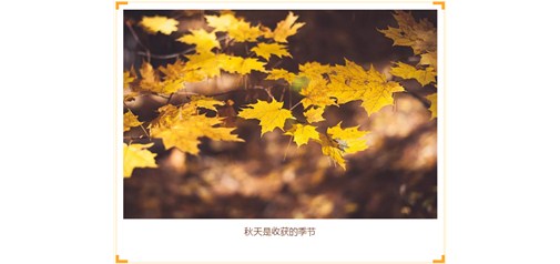 圣井峪刨地瓜+烤地瓜比赛